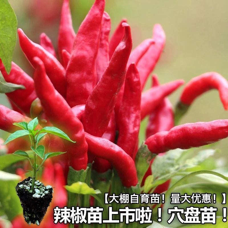 辣椒苗小米椒薄皮椒苗尖椒苗菜秧苗朝天辣椒苗青椒蔬菜种椒辣混搭