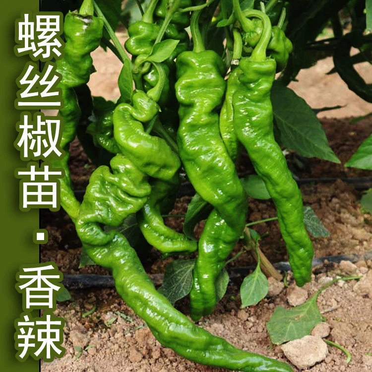螺丝椒辣椒苗高产香辣特大辣椒种籽螺丝椒薄皮南方盆栽蔬菜苗秧孑