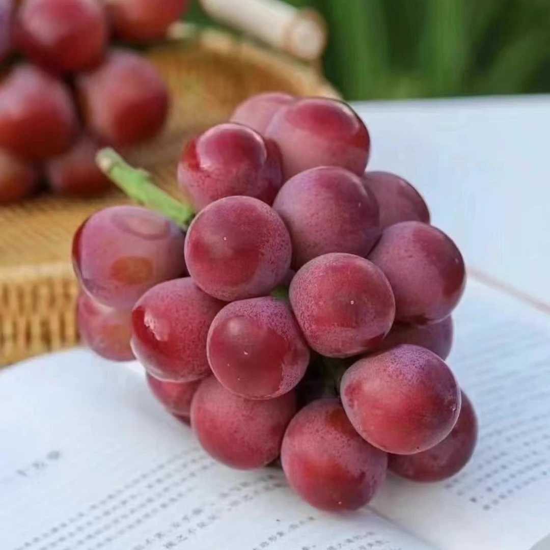 【去皮吃】新鲜现摘 精品妮娜皇后葡萄 提子礼盒1.3-4斤 顺丰包邮