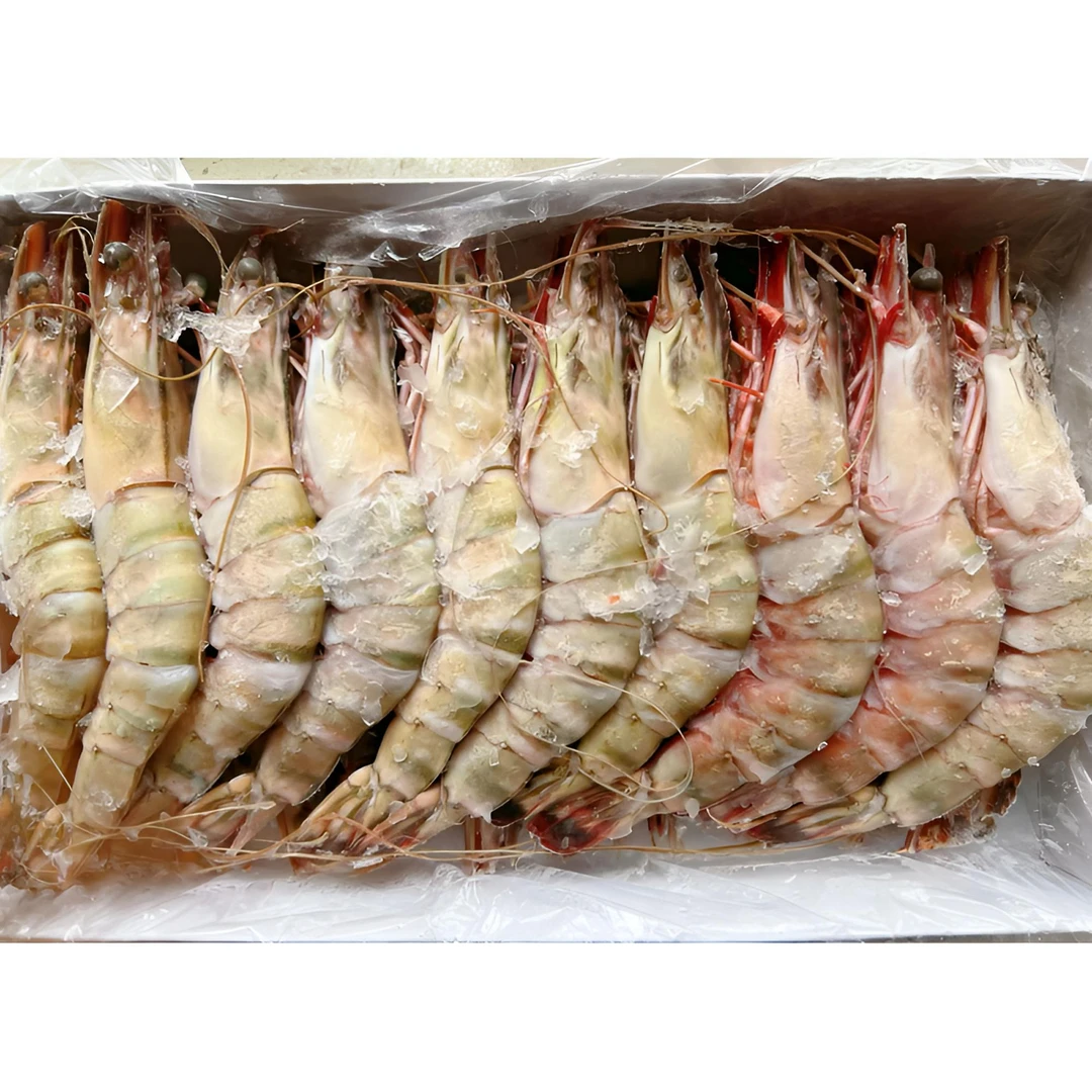 新鲜海捕红虎虾18-20只装 高端精品肉质Q弹净重2斤连云港发货