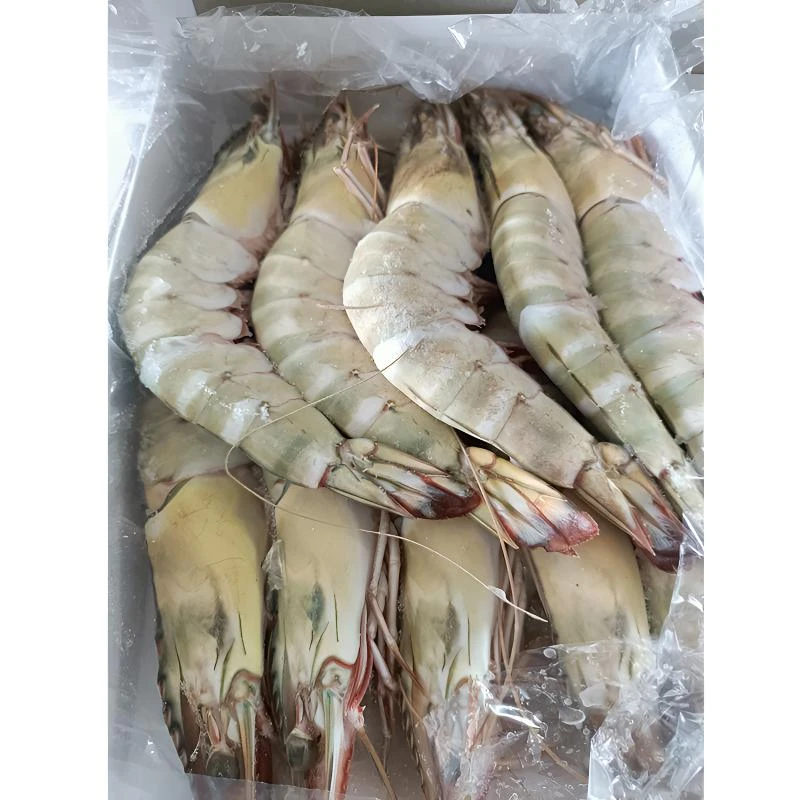 新鲜海捕红虎虾10只装 高端精品肉质Q弹净重2斤冷链连云港发货