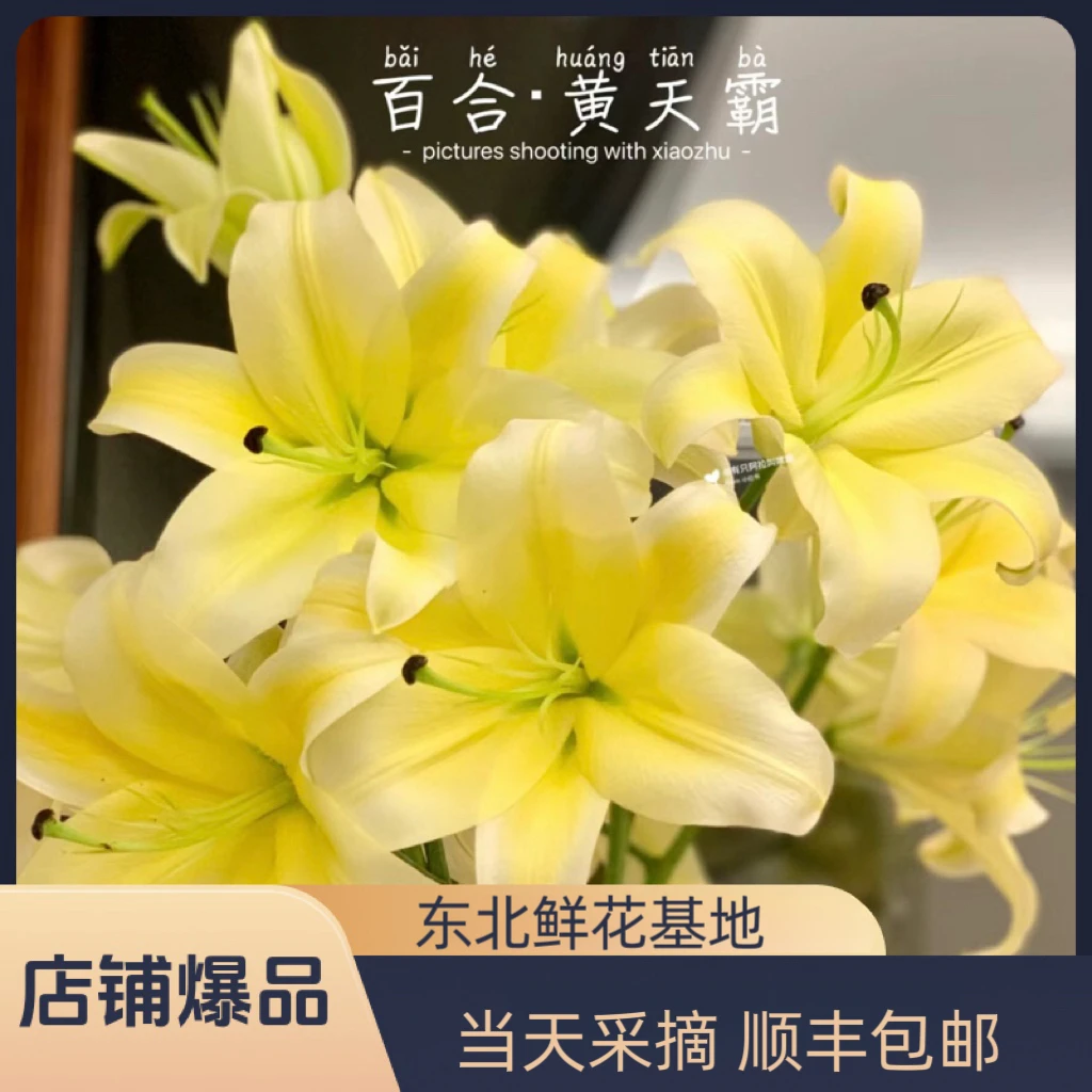 黄天霸单瓣香水百合东北基地直发水养插花鲜切花