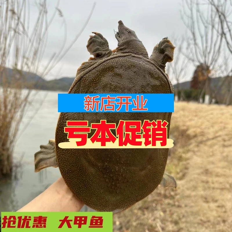 嘉兴正宗外塘放养甲鱼生长鲜活中华老鳖直播生鲜水产生态水鱼食用