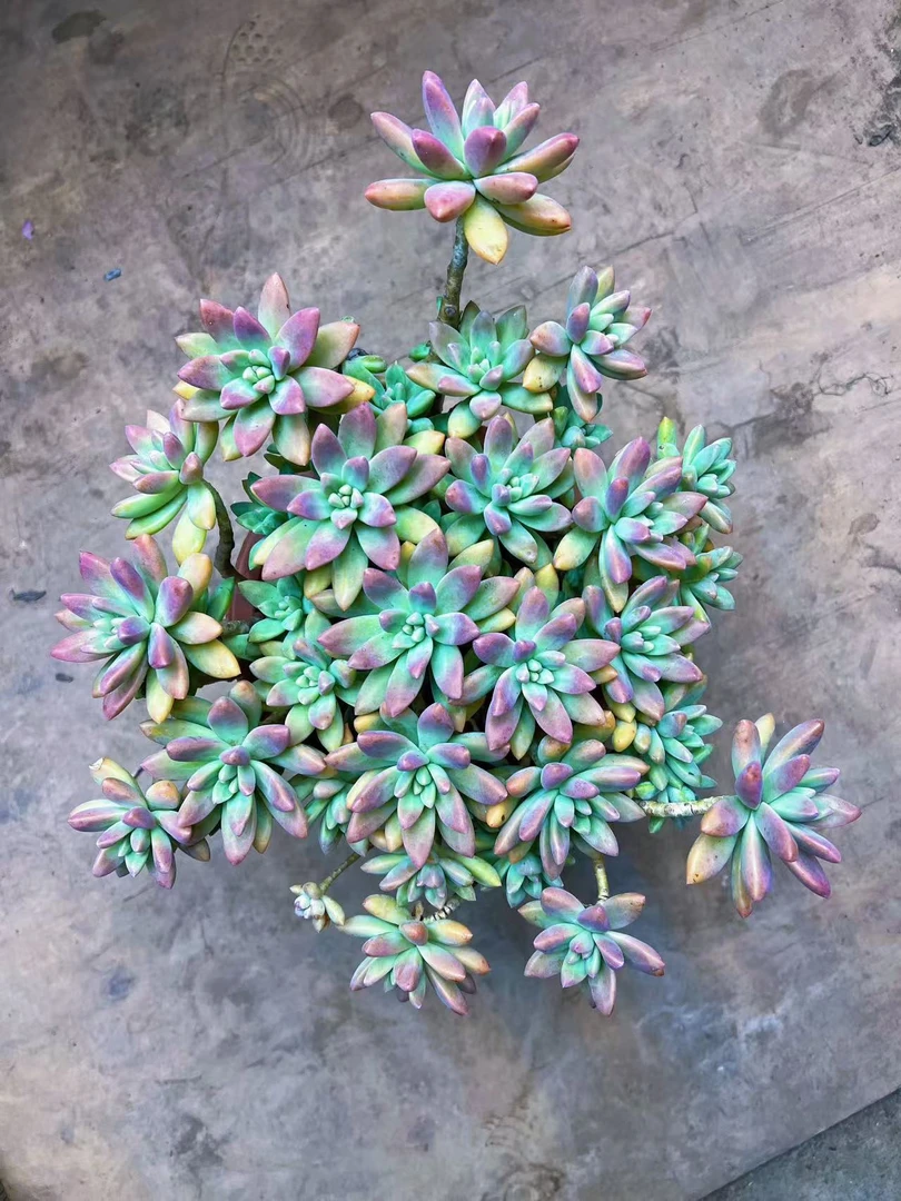 造型桩秋丽     多肉植物