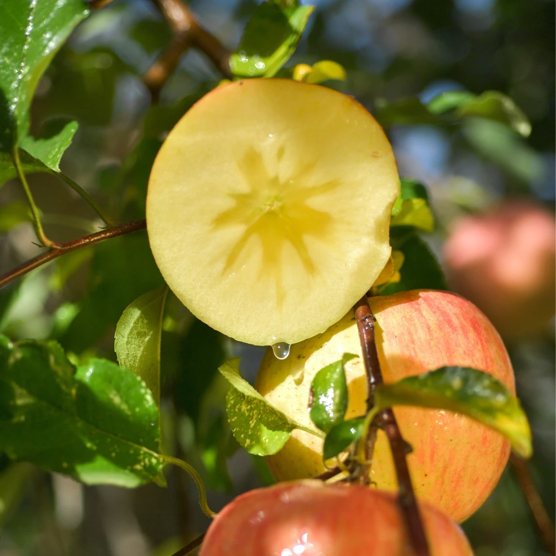 京东包邮正宗阿克苏冰糖心红富士苹果脆甜多汁产地直发