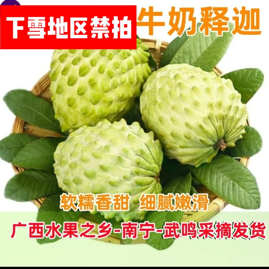 【大果凤梨释迦果】【广西.武鸣】8成熟-果肉奶白（下雪地区禁拍）