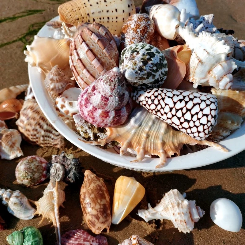 陆生观赏寄居蟹灰白短腕里拉深紫网红萌宠饲料