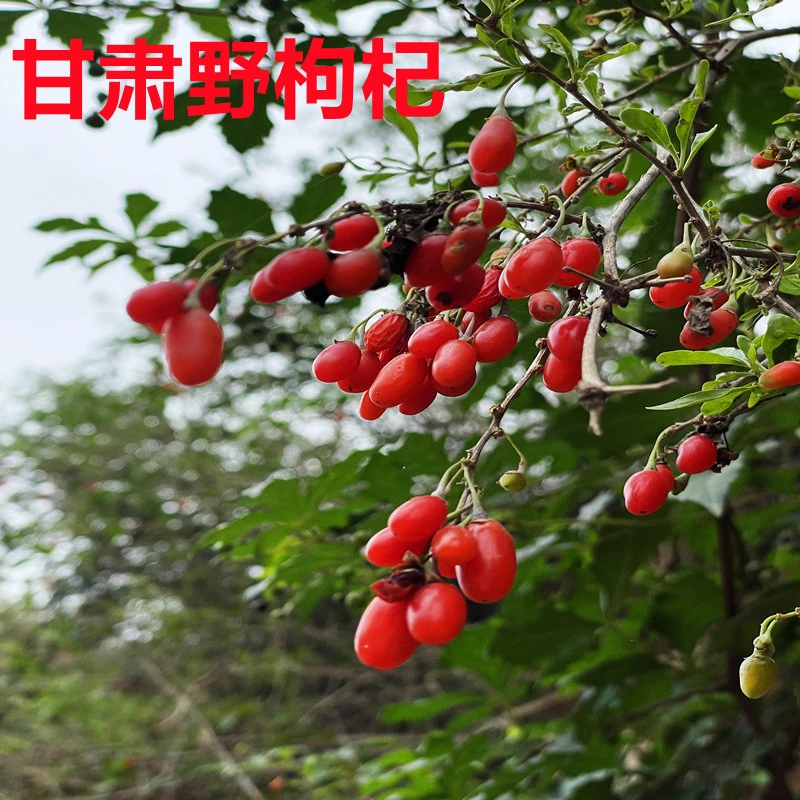 甘肃枸杞新货无硫磺包邮枸杞果干枸杞茶