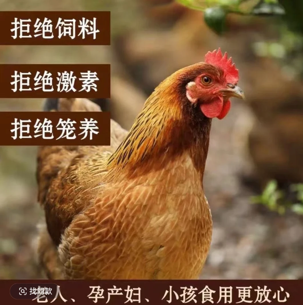 【3只土鸡】湖南衡阳散养一年半土鸡,不正宗包退,纯粮喂养
