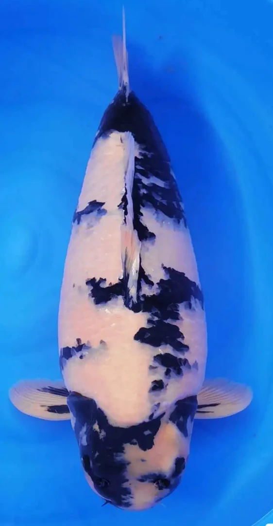 标王赛级炮弹体面破白写锦鲤