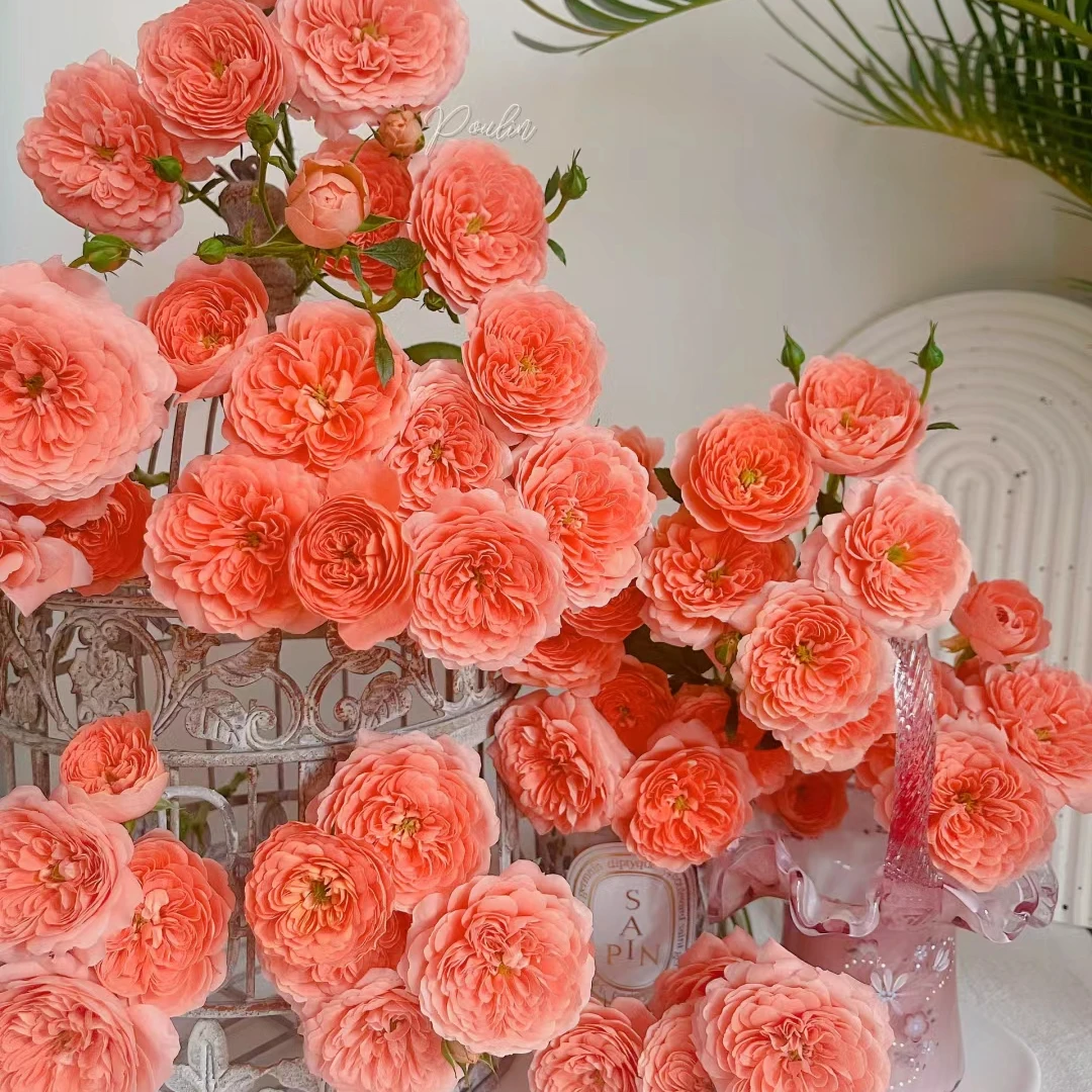 【思芹花卉|多头杏色果汁玫瑰】好养花期长易开炸鲜花，顺丰空运包邮