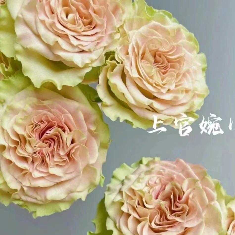 【繁花里|上官婉儿玫瑰】四大美人之一，内粉外绿，超长待机，顺丰包邮