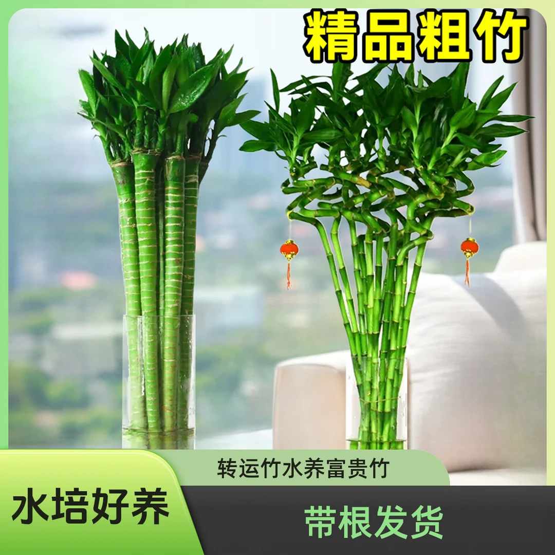 带根转运竹水养富贵竹节节高发财龙竹子水培植物室内招财绿植盆栽