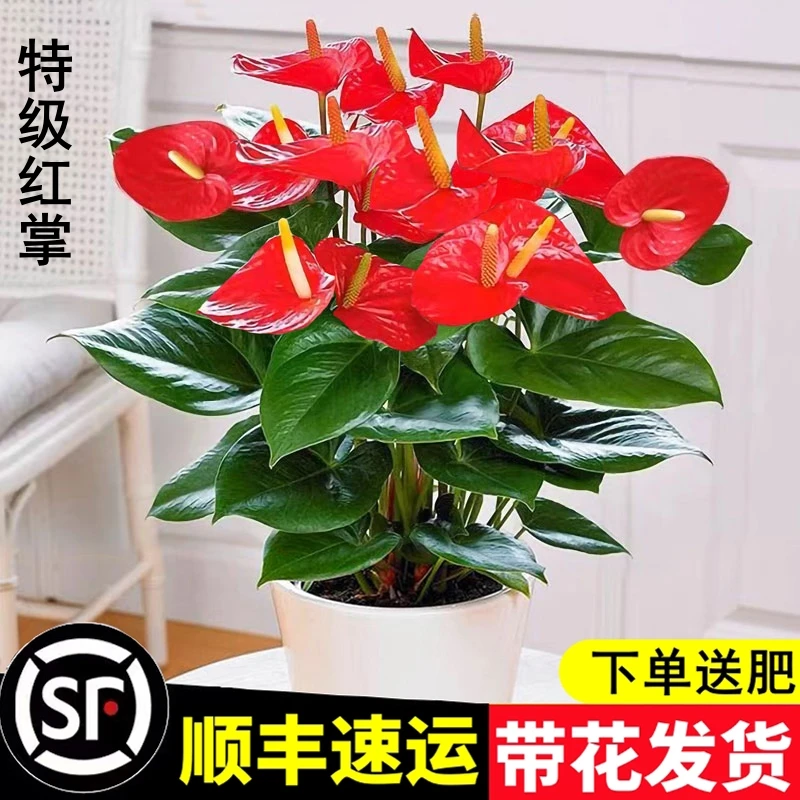 水培红掌白掌盆栽一帆风顺花卉植物室内绿植鸿运当头四季客厅开花