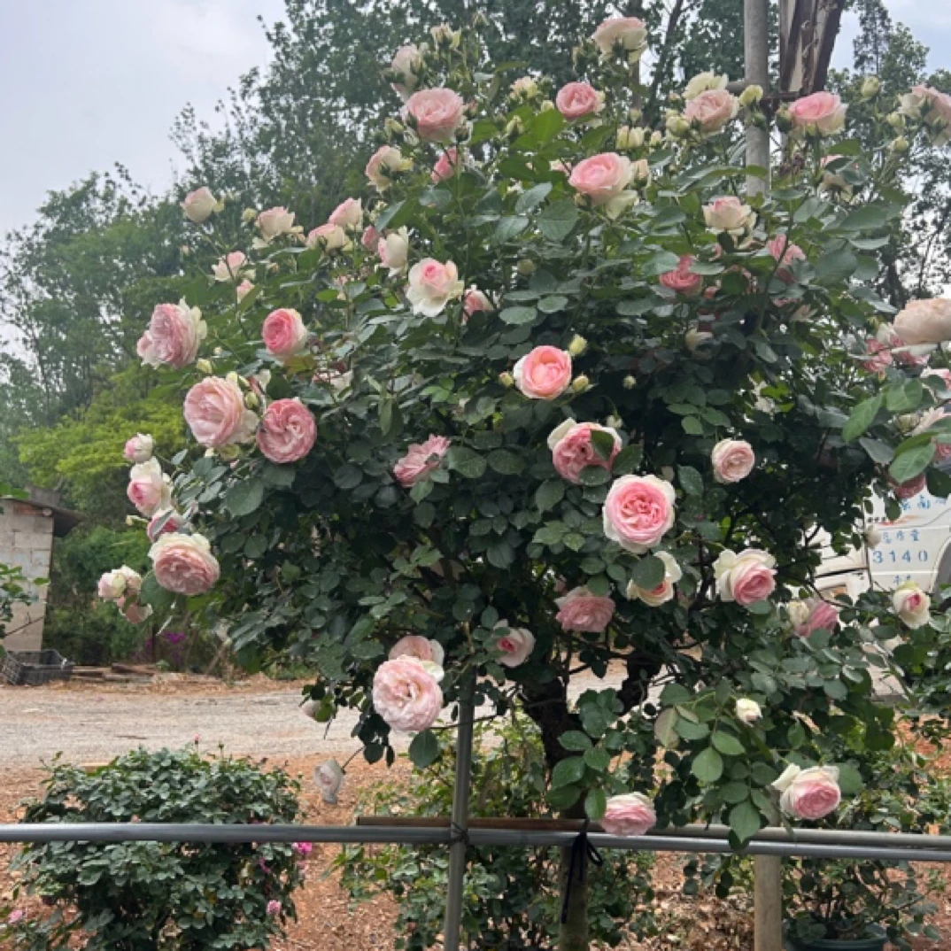 树状 棒棒糖月季