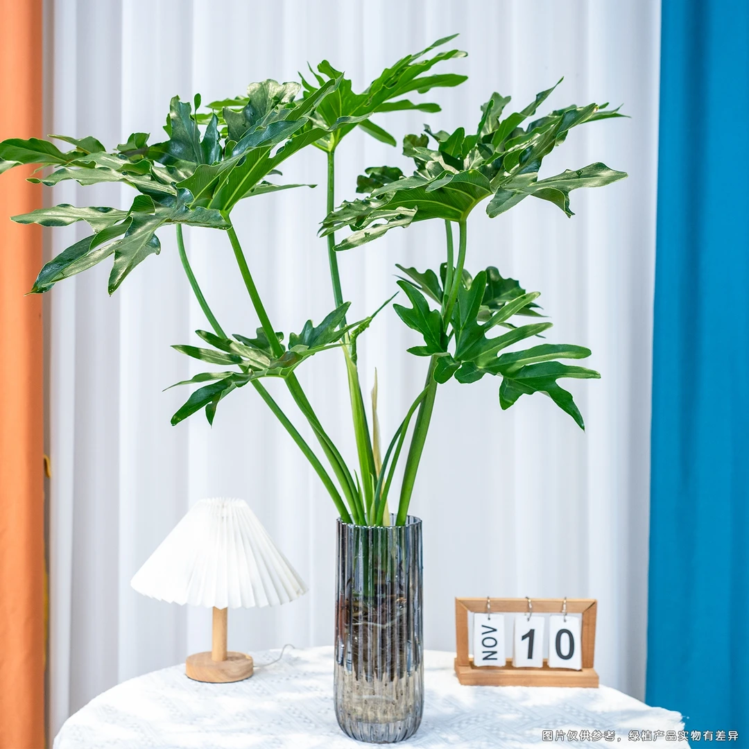 【60-70cm】老桩龙鳞春羽水培绿植网红好养净化吸收异味室内桌面