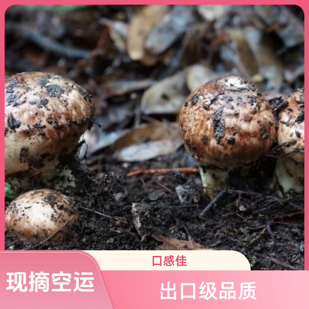 云南特产新鲜松茸菌大理丽江香格里拉发货特选3-12 cm香味营养