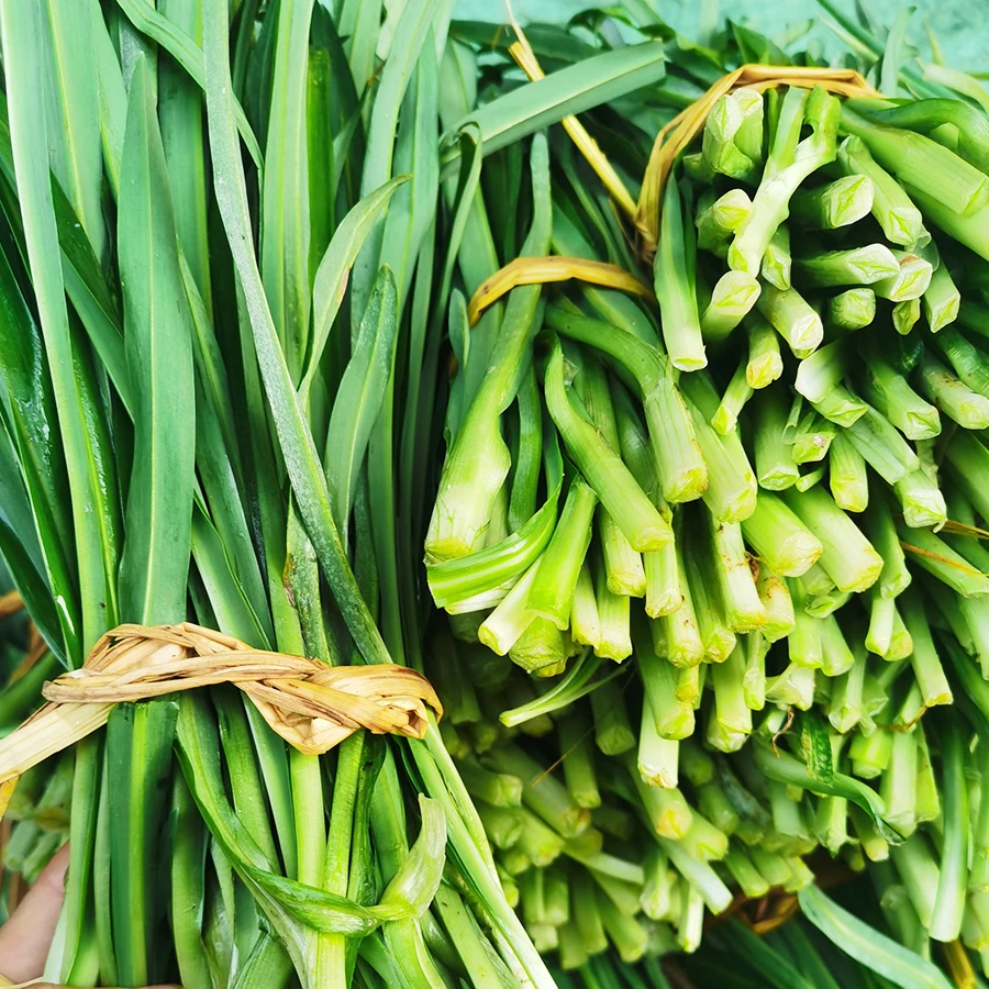 韭菜农家菜园大小叶韭菜贵州特产新鲜韭菜宽叶家乡菜现割保鲜包邮