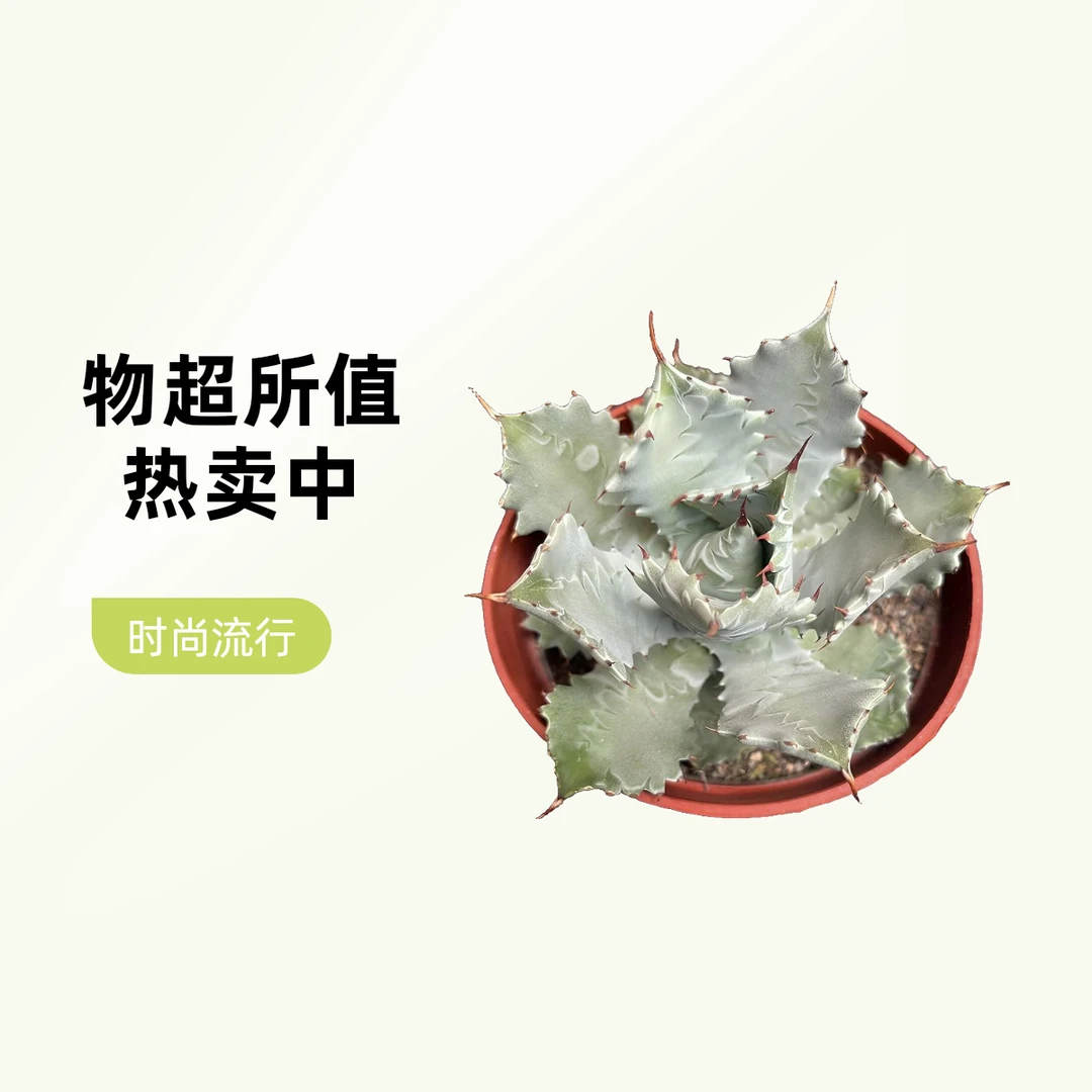 甲蟹龙舌兰精品大型造景景观耐旱暴晒室外植物盆栽好养活基地直销