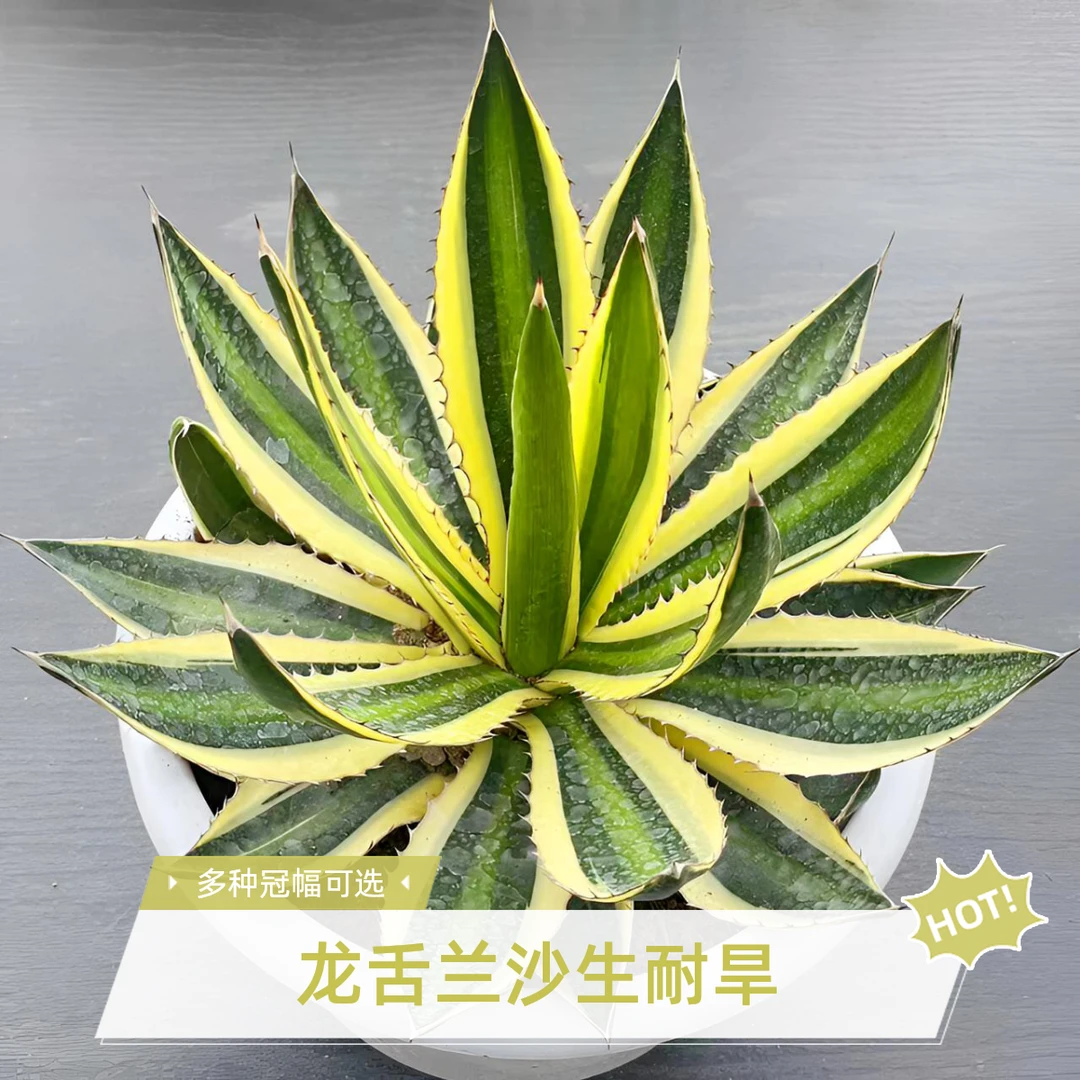 龙舌兰五色万代 沙生造景耐旱网红植物 精品基地直销 微景观