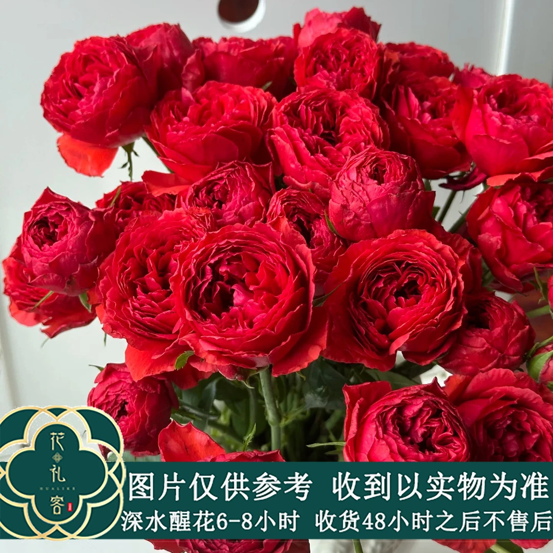 七叶花坊#多头玫瑰 【德芮尔-红重】鲜花优选 顺丰直发