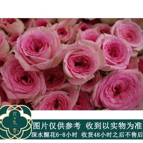 七叶花坊#多头玫瑰【查科仙子】高品质鲜切花云南基地直采顺丰直发