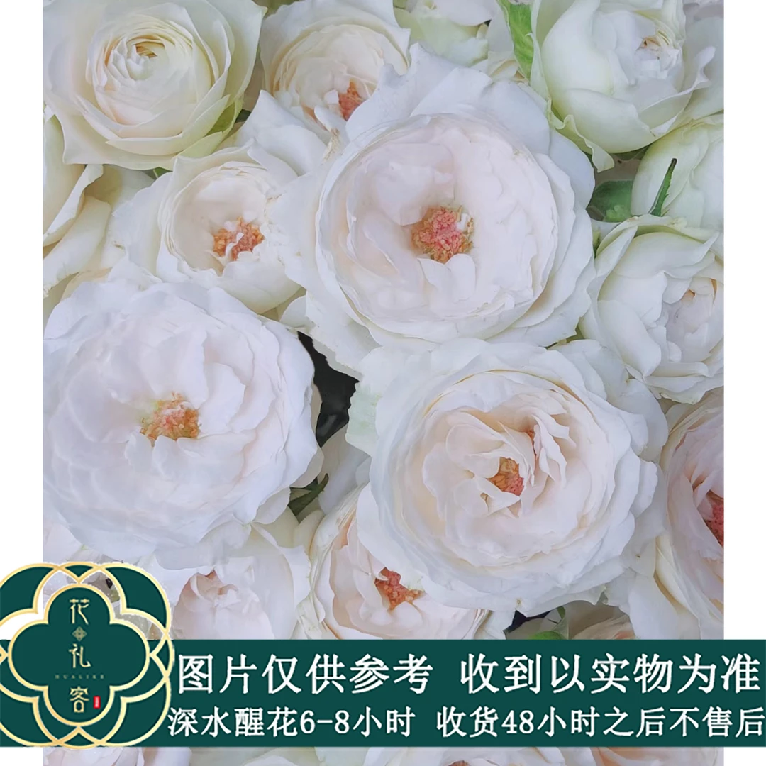 七叶花坊#【酿植-仙女亲亲】高品质小众稀有玫瑰   顺丰直发