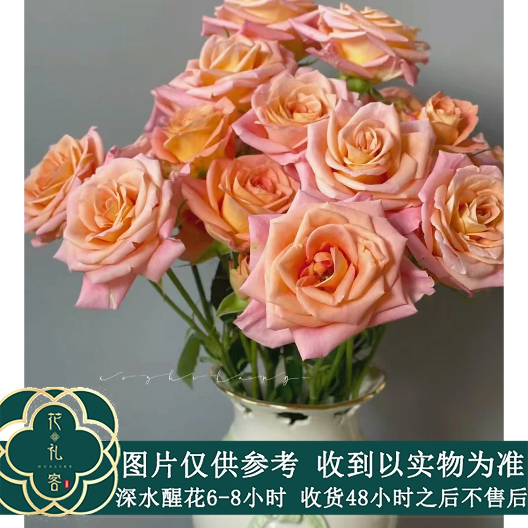 #多头玫瑰【奥林匹克爱人】高品质鲜切花云南基地直采顺丰直发