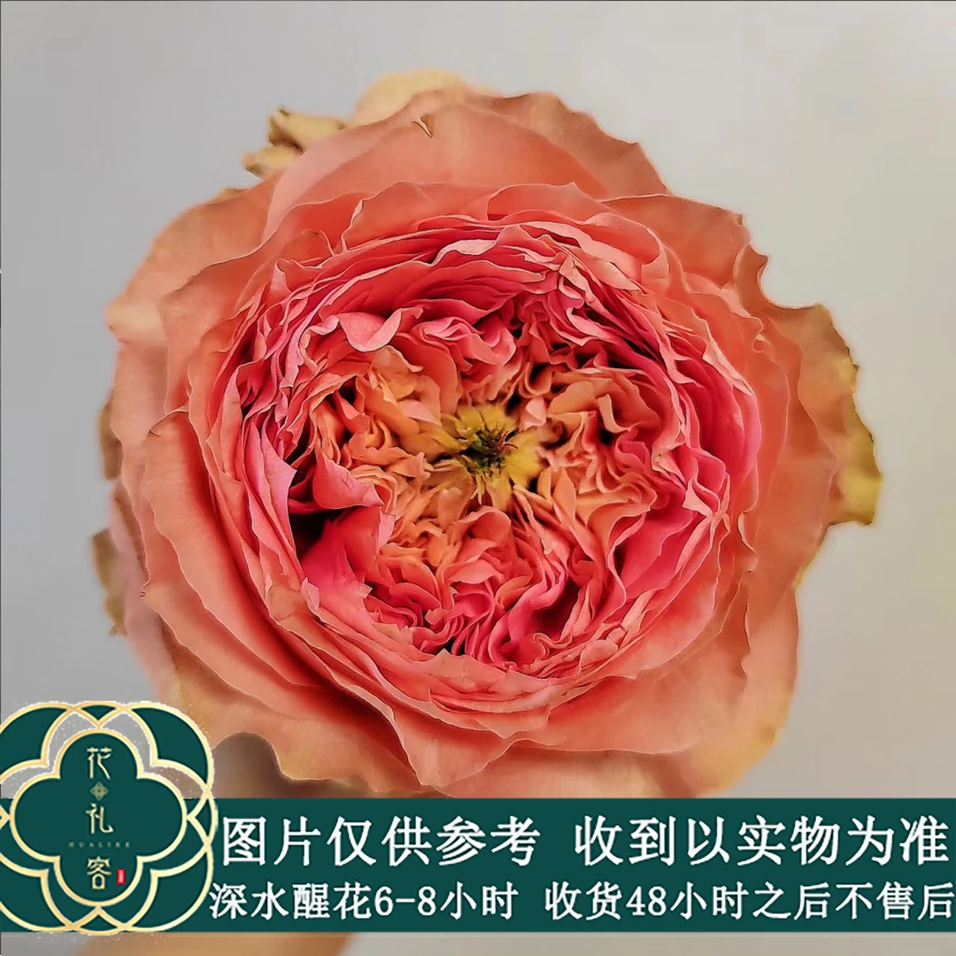 七叶花坊# 【俏溪阳基地单头玫瑰】高端稀有玫瑰 鲜花优选 顺丰直发