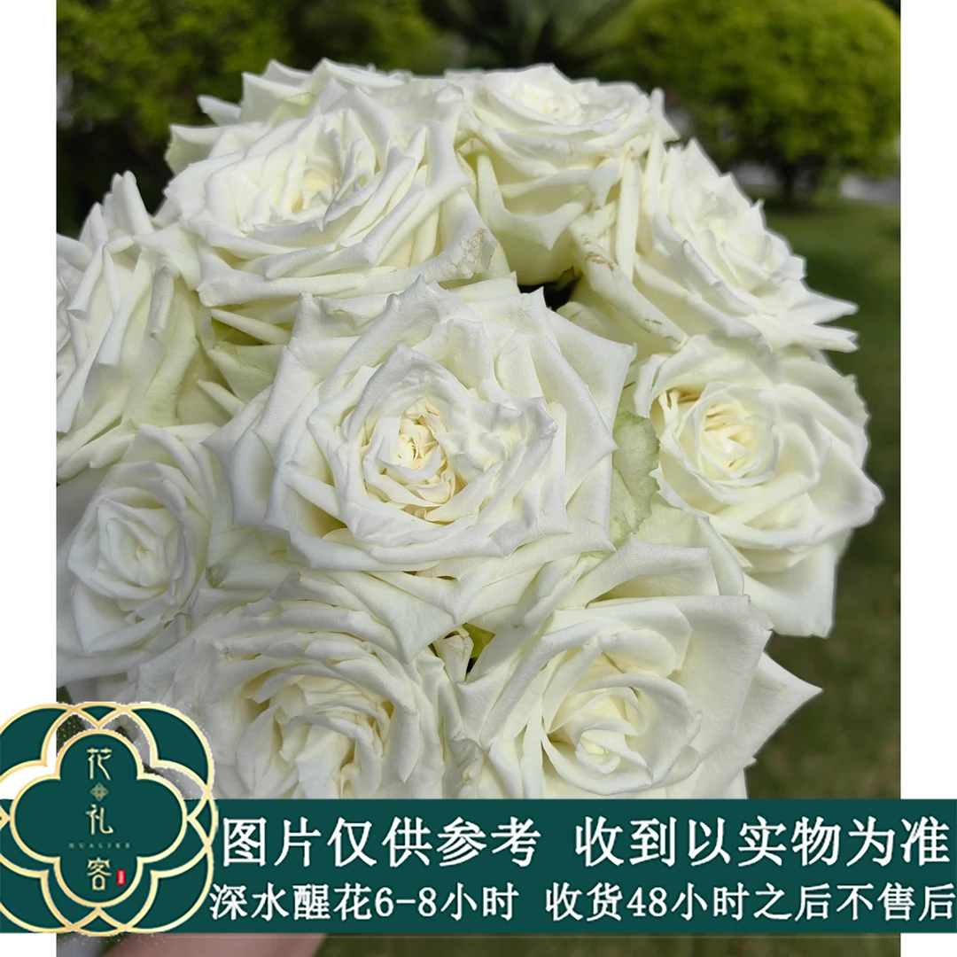 七叶花坊#【雪见】方德-嘉荷系单头玫瑰 鲜花优选 顺丰直发