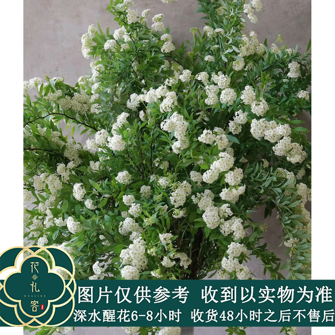 【小手球】线条感爆花小手球  鲜花优选 顺丰直发
