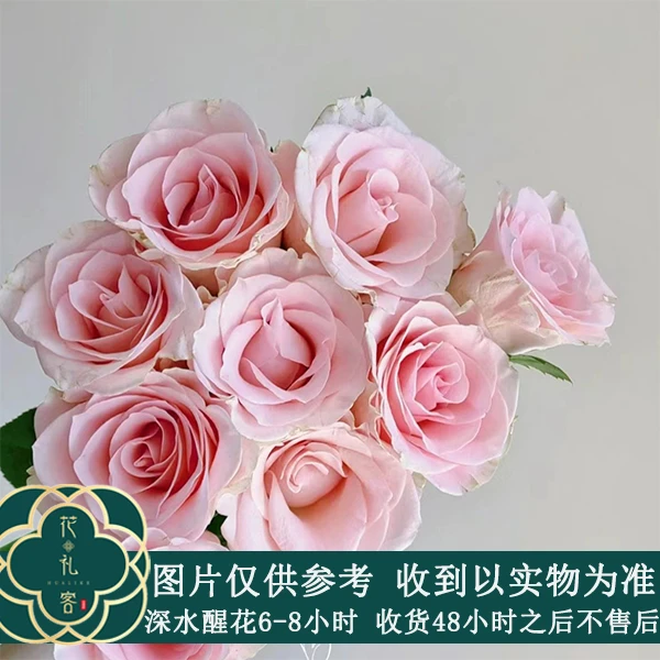 七叶花坊#单头玫瑰 【粉爱神】鲜花优选 顺丰直发