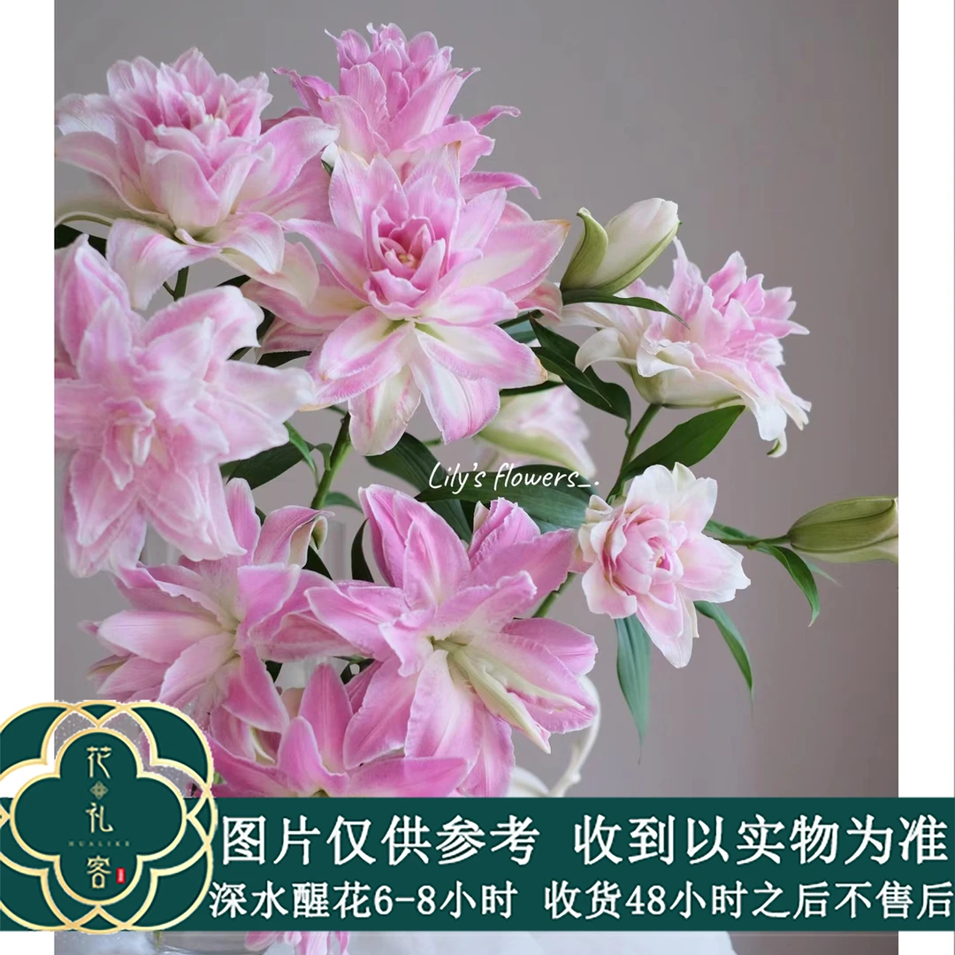 七叶花坊# 【莲花惊奇】莲花系列重瓣百合清香 顺丰直发