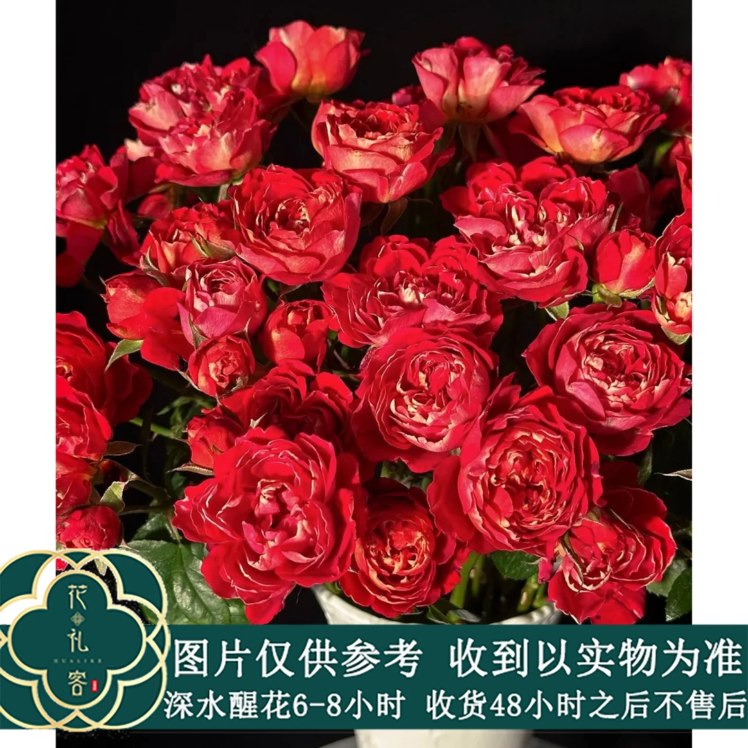 #【树莓千层酥-花物语】高品质鲜切花云南基地直采顺丰直发玫瑰花