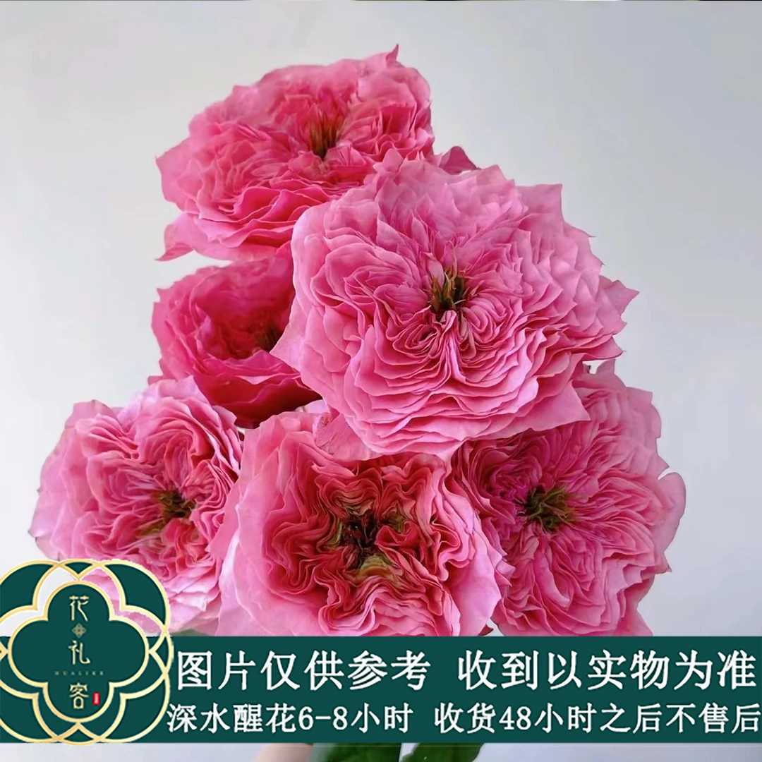 花礼客#单头玫瑰 【卫子夫】品质鲜花优选 顺丰直发 玫瑰花修剪养护