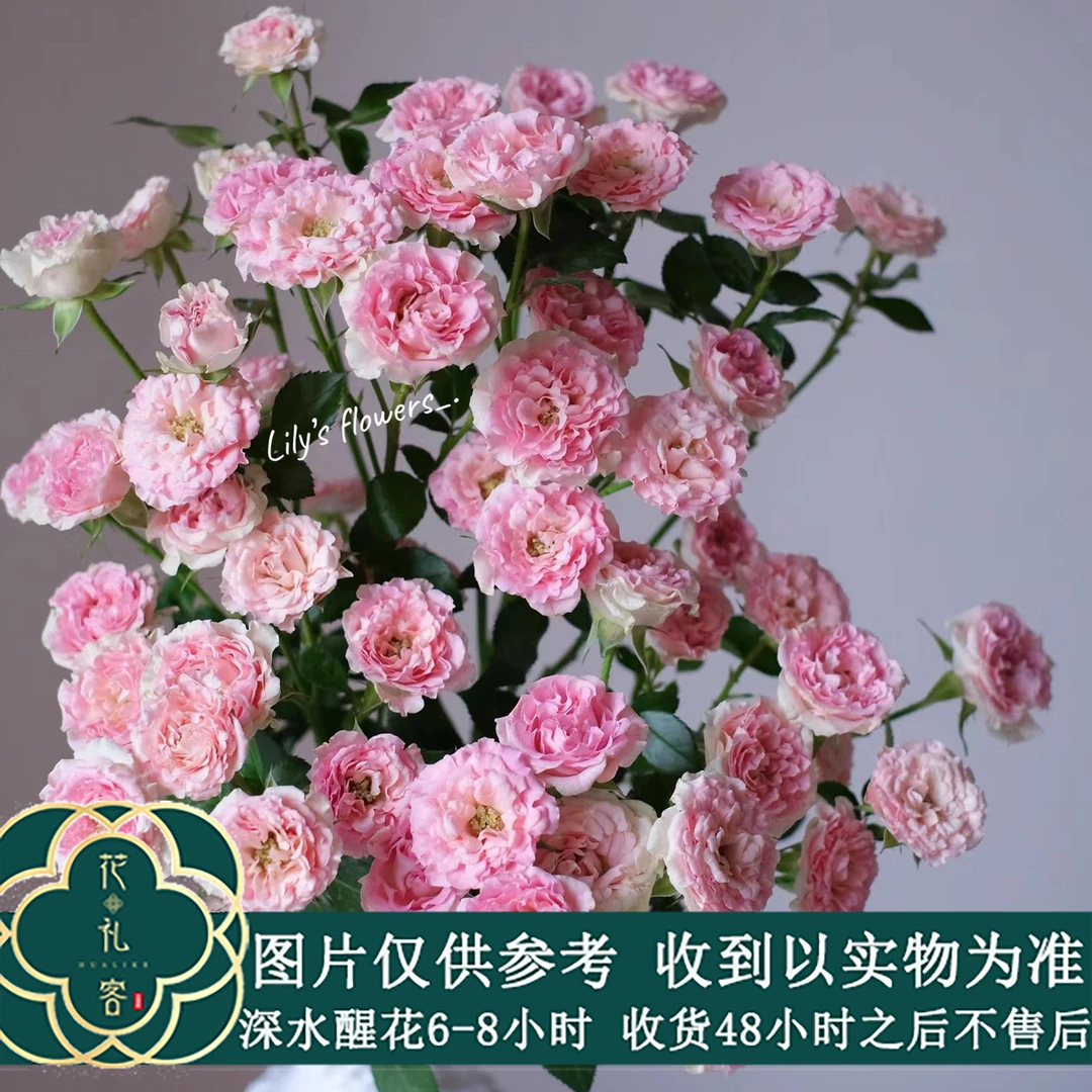 七叶花坊#多头玫瑰 【粉LUV】鲜花优选 顺丰直发玫瑰花品牌