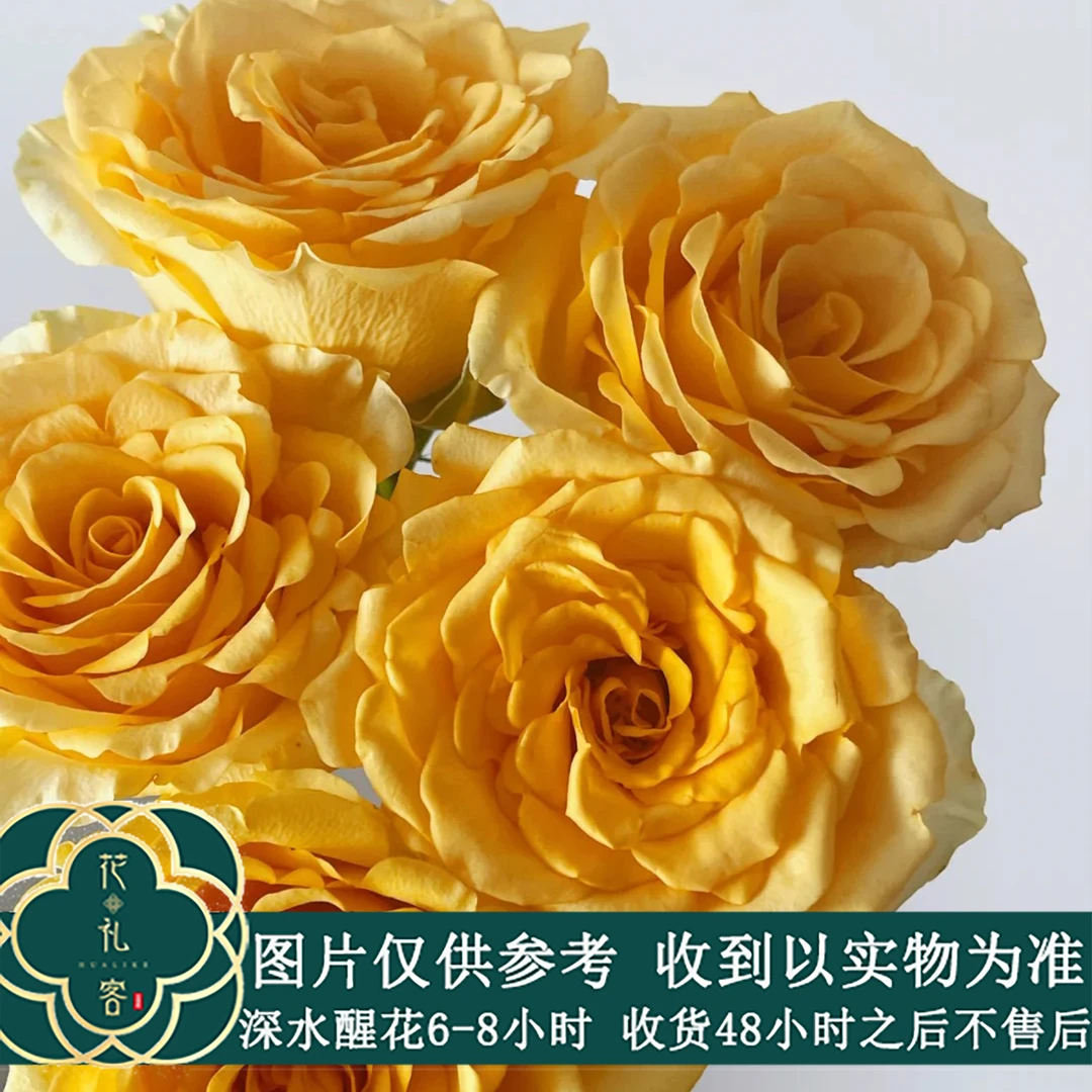 七叶花坊#单头玫瑰 【金香玉】浓郁花香 高品质鲜花优选 顺丰直发