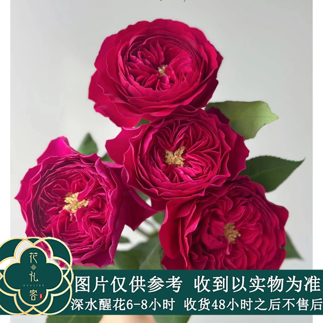 花礼客# 【凯特花园】玫瑰语言基地高端稀有小众玫瑰 顺丰直发包邮