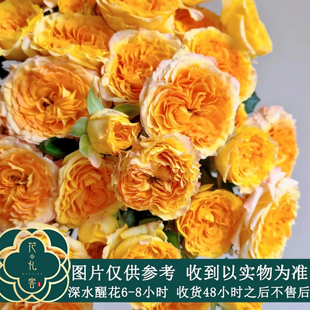 七叶花坊#多头玫瑰 【六翼天使】高品质鲜花优选 顺丰直发