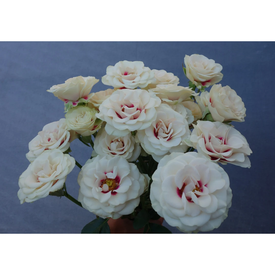 邵掌柜专属#多头玫瑰 【多头桥边之约】鲜花优选 顺丰直发