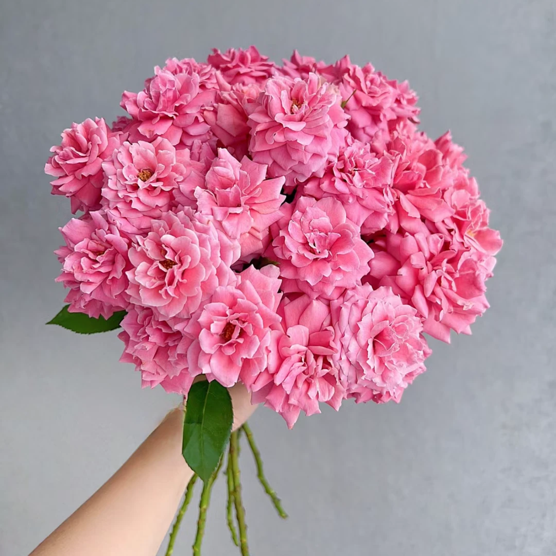 七叶花坊#多头玫瑰 【粉色拉拉队】鲜花优选 顺丰直发