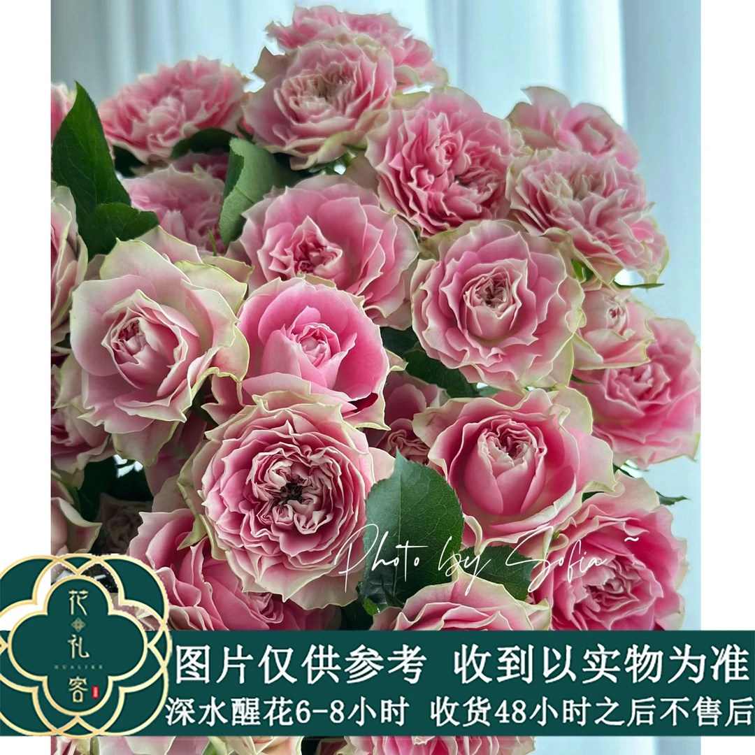 七叶花坊# 【俏溪阳基地】稀有小众玫瑰 高品质鲜花 顺丰直发