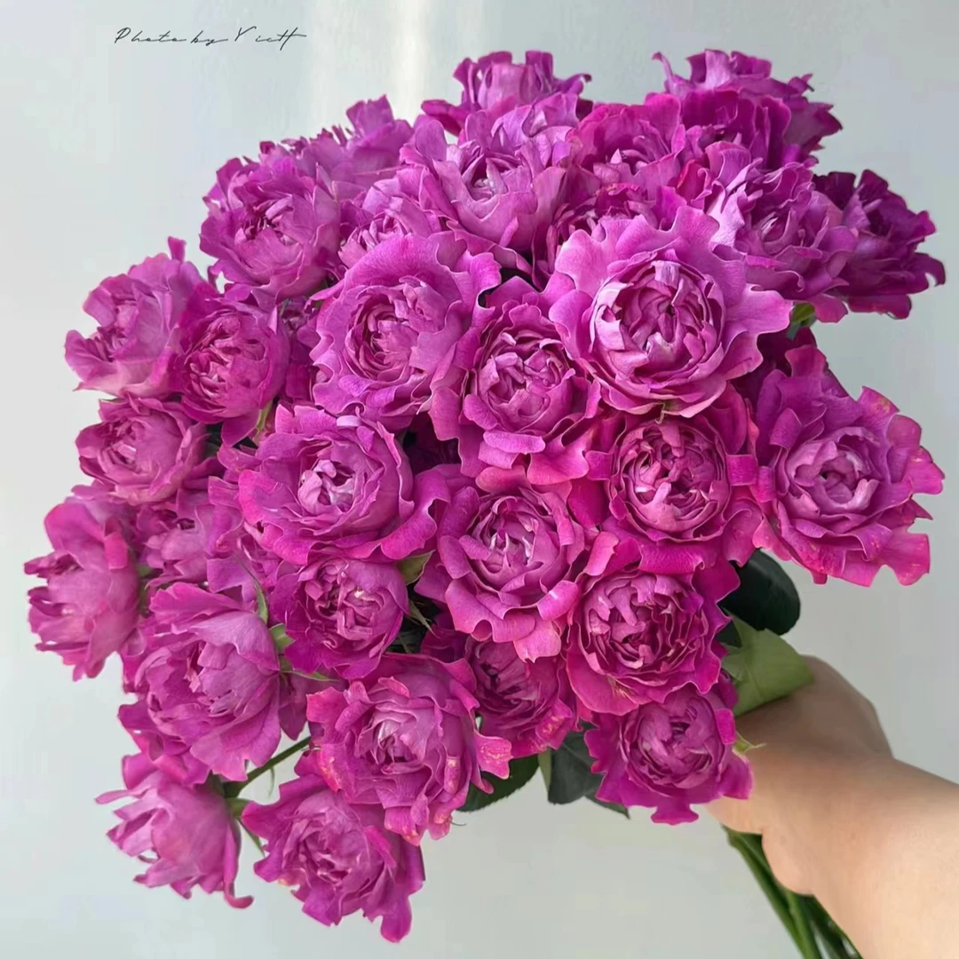 七叶花坊#多头玫瑰 【梅子海葵】鲜花优选 顺丰直发A级鲜切花修剪