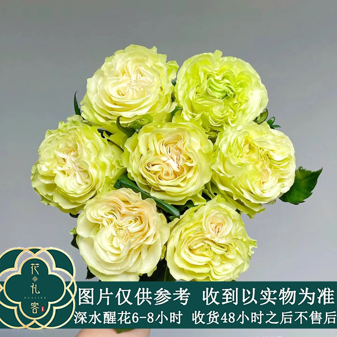 七叶花坊#单头玫瑰 【琉璃翠】鲜花优选 顺丰直发
