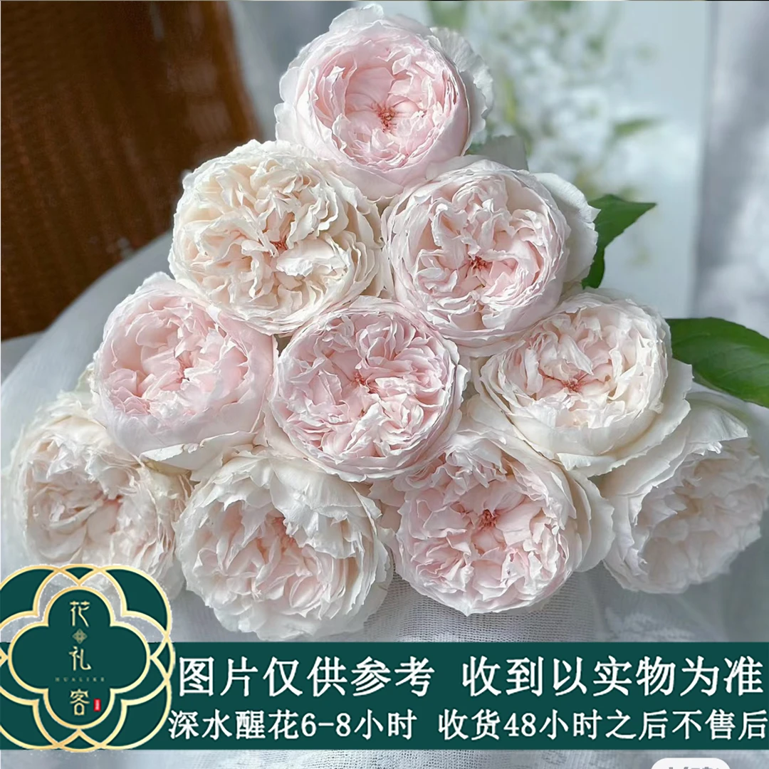 花礼客#【可爱瓷】小众稀有品质单头玫瑰 顺丰直发 玫瑰花修剪养护