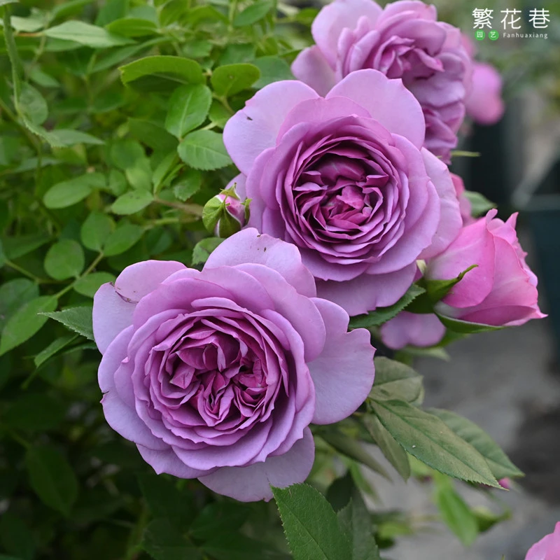 四季开花 薰衣草门廊月季花苗盆栽 带花苞 阳台庭院花卉植物