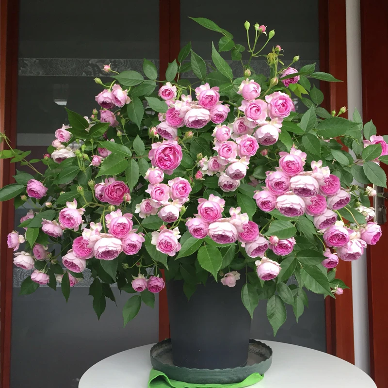 浓香玛姬婶婶月季花盆栽 超香超好闻 多季开花 盆栽阳台庭院