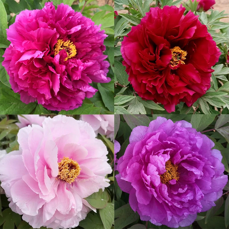 耐寒多分枝牡丹花苗  盆栽大苗洛阳带芽孢芍药花种重瓣花卉牡丹花