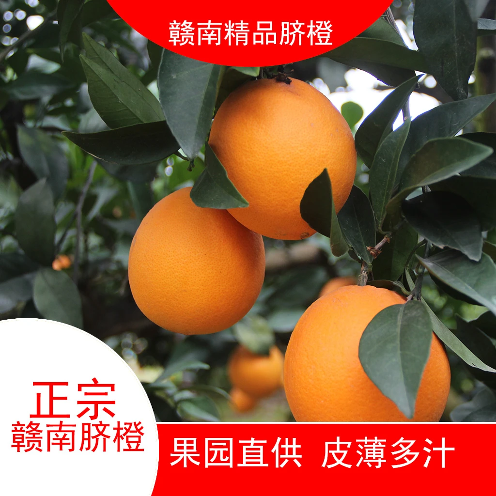 （助农帮扶）正宗赣南脐橙原产地直9分甜1分酸