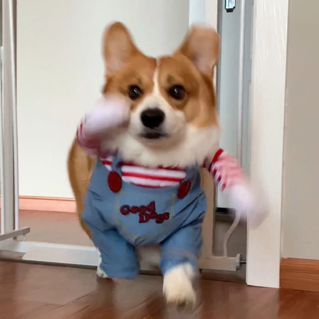 春季宠物衣服薄款比熊金毛狗狗猫咪搞怪博美柴犬柯基泰迪搞笑拿刀